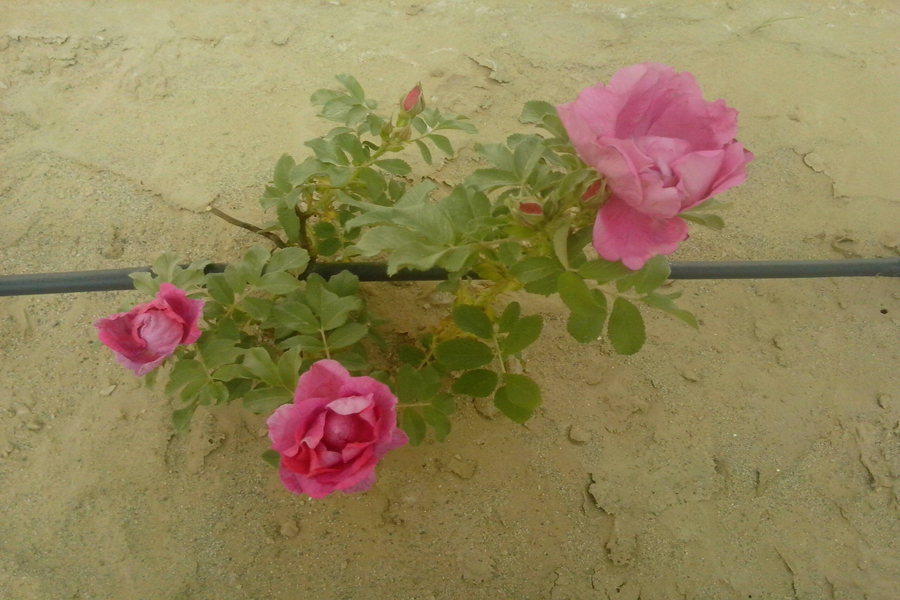 農(nóng)業(yè)節(jié)水設(shè)備-內(nèi)鑲圓柱式滴頭滴灌管-壓力補(bǔ)償式